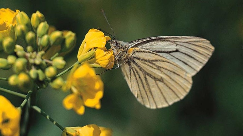 1024Butterfly533